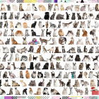 Puzzle - Trefl - 208 mačiek