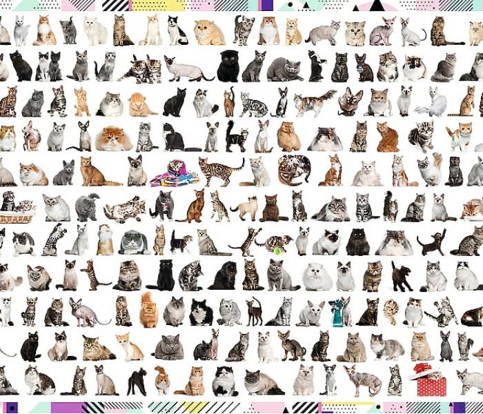 Puzzle - Trefl - 208 mačiek