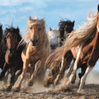 Puzzle - Trefl - Cválajúce kone