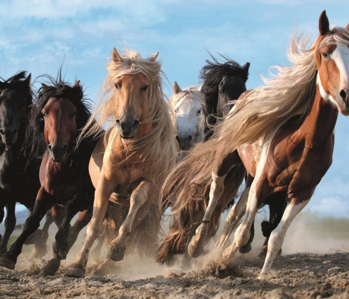 Puzzle - Trefl - Cválajúce kone