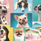 Puzzle - Trefl - Roztomilí psi