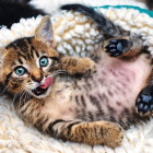 Puzzle - Trefl - Veselé mačiatko