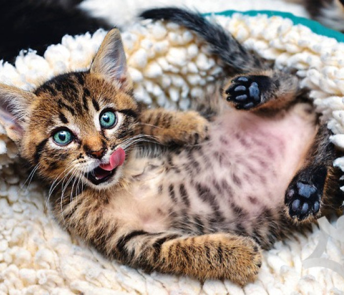 Puzzle - Trefl - Veselé mačiatko