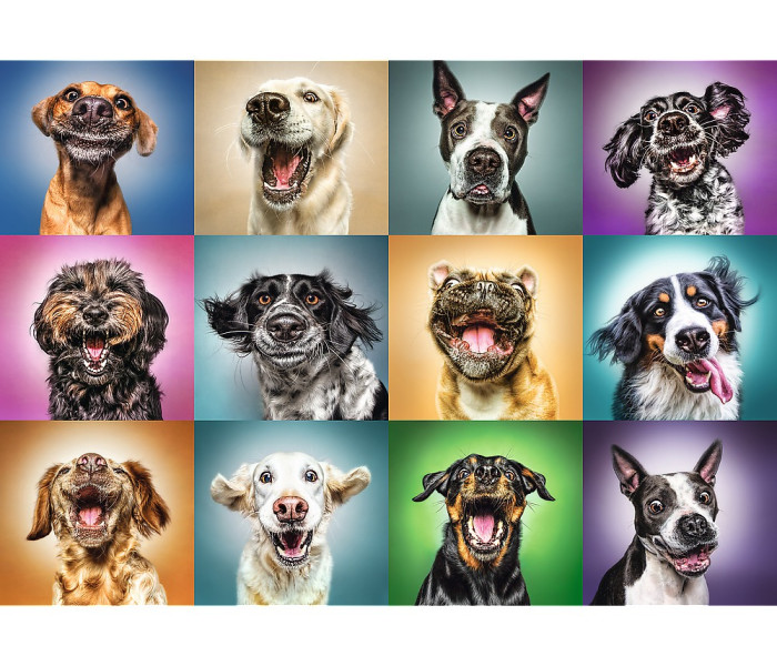 Puzzle - Trefl - Zábavné portréty psov