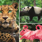 Puzzle - Trefl - Animale - colaj