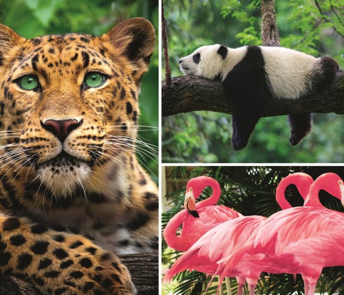 Puzzle - Trefl - Animale - colaj