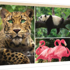 Puzzle - Trefl - Animale - colaj