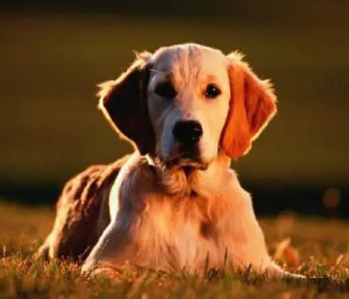 Puzzle - Zdeko - Zlatý retrívr