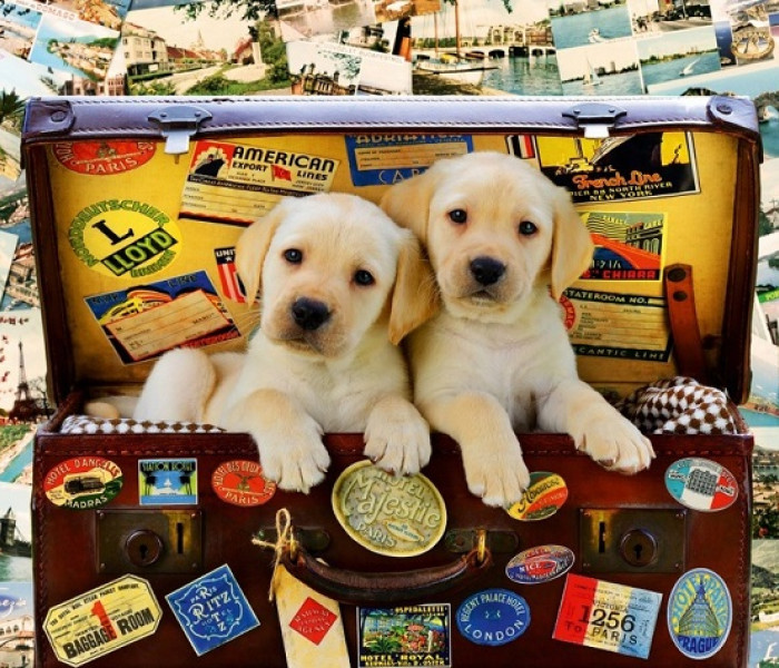 Puzzle - Bluebird - Šteniatká na ceste