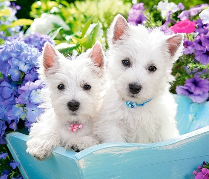 Puzzle - Castorland - Bílá štěňátka