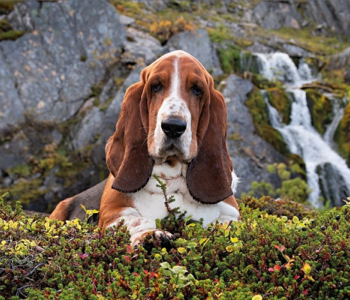 Puzzle - Clementoni - Charlie Brown