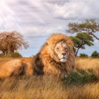 Puzzle - Clementoni - Kráľ savany