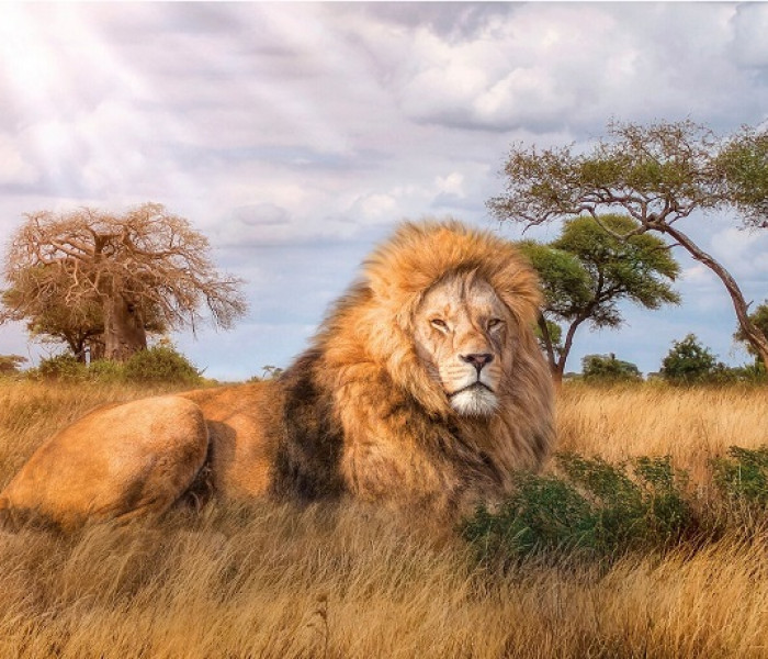 Puzzle - Clementoni - Kráľ savany