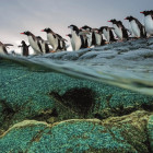 Puzzle - Clementoni - Pingwiny