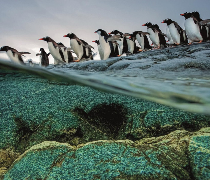 Puzzle - Clementoni - Pingwiny