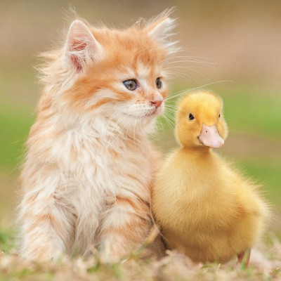 Rozkošní priatelia