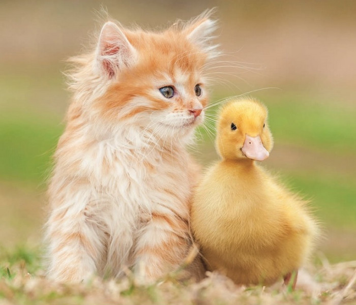 Puzzle - Educa - Rozkošní priatelia