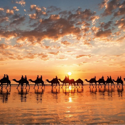 Apus auriu, Australia