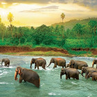 Puzzle - Eurographics - Elefanți în râu