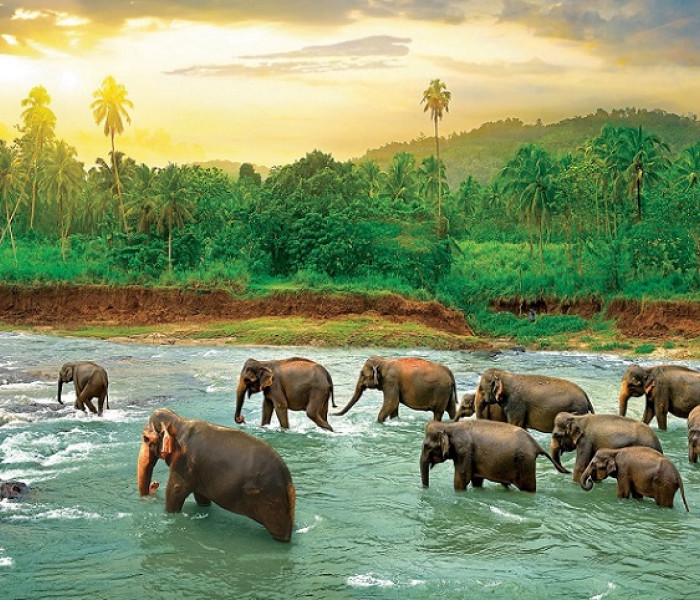 Puzzle - Eurographics - Elefanți în râu