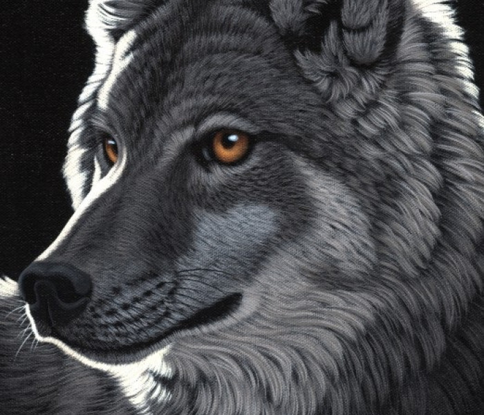 Puzzle - Grafika - Nočný vlk