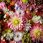 Puzzle - Heye - Nadýchaná georgína