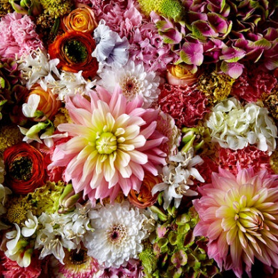 Nadýchaná georgína