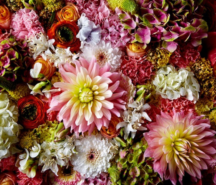 Puzzle - Heye - Nadýchaná georgína