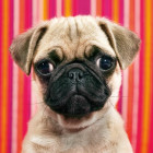 Puzzle - Heye - Pes - MINI PUZZLE