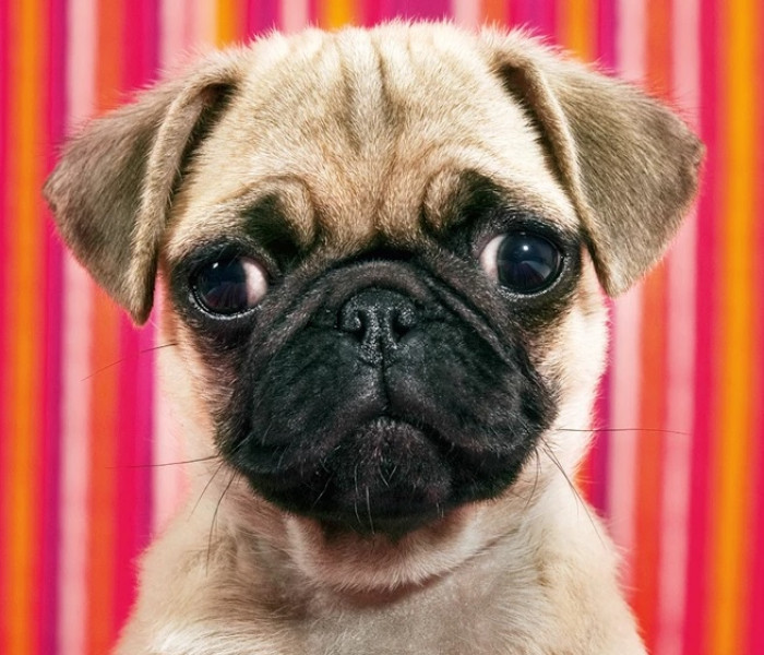 Puzzle - Heye - Pes - MINI PUZZLE