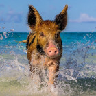 Puzzle - Heye - Prasiatko na pláži