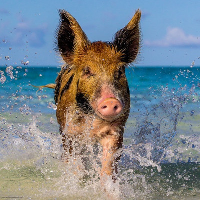 Prasiatko na pláži