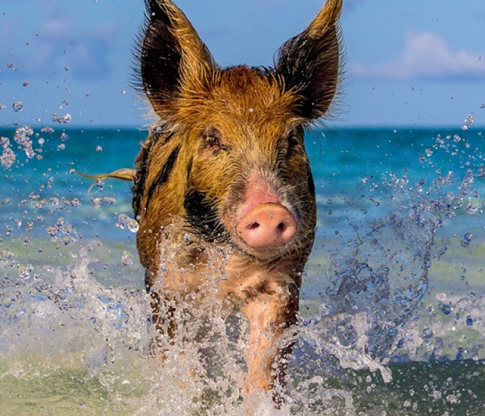 Puzzle - Heye - Prasiatko na pláži