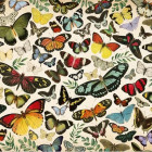 Puzzle - Jumbo - Plagát - motýle