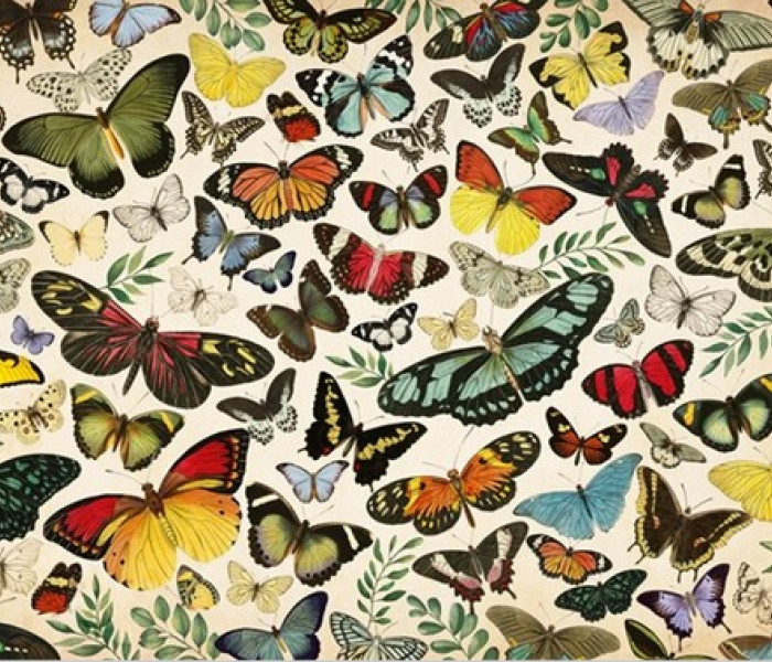 Puzzle - Jumbo - Plagát - motýle