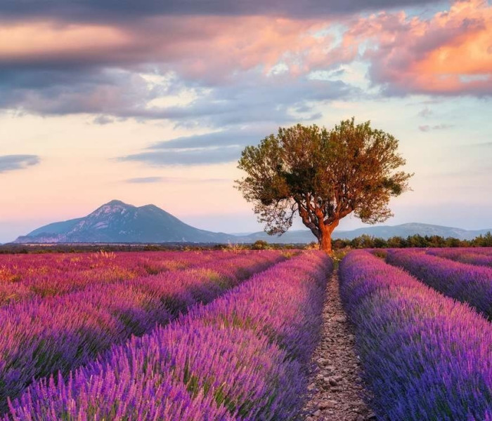 Puzzle - Ravensburger - Levanduľové pole