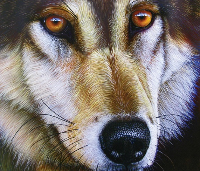 Puzzle - Sunsout - Tvář vlka