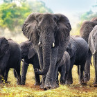 Puzzle - Trefl - Africké slony