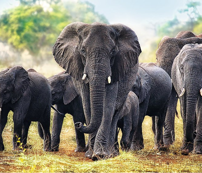 Puzzle - Trefl - Africké slony