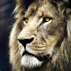 Puzzle - Trefl - Portrét lva