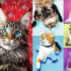 Puzzle - Trefl - Veselé mačky