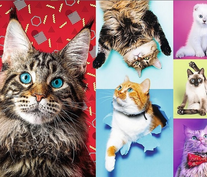 Puzzle - Trefl - Veselé mačky