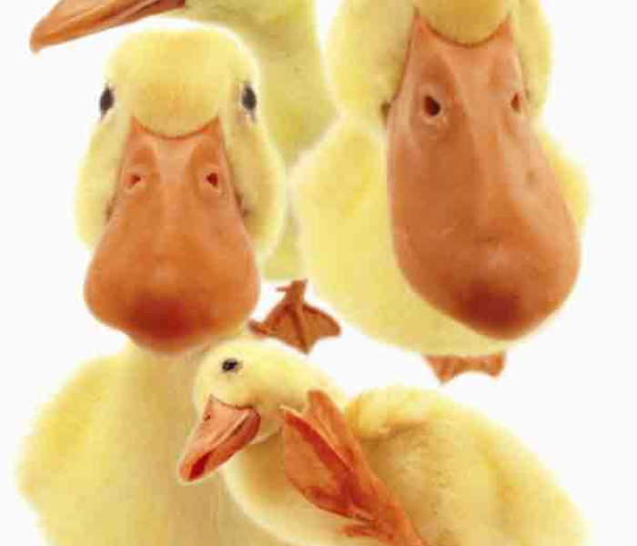 Puzzle - Piatnik - Hanadeka - Kačky