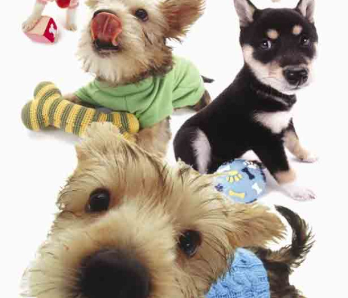 Puzzle - Piatnik - Hanadeka - Šteňatá