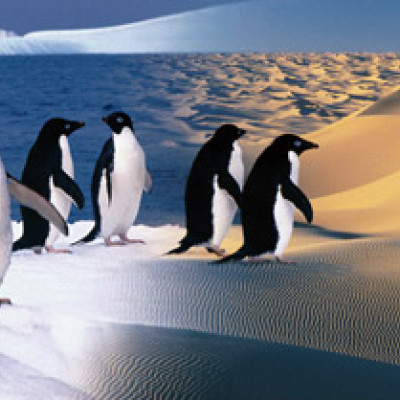 Boldog pingvinek - Panoramatikus Puzzle