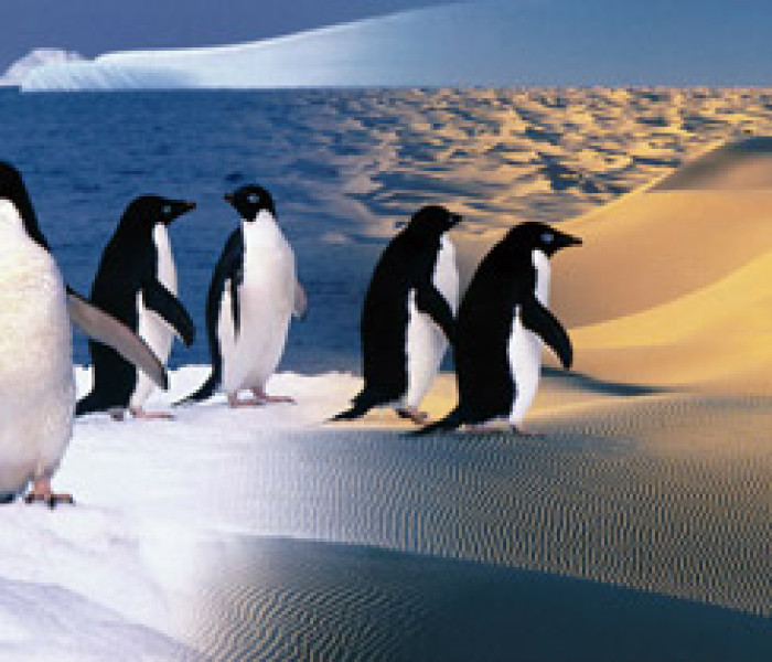 Puzzle - Zdeko - Šťastní tučniaci - Panoramatické puzzle